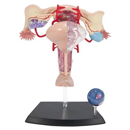 4D Master Human Female Reproductive System Model