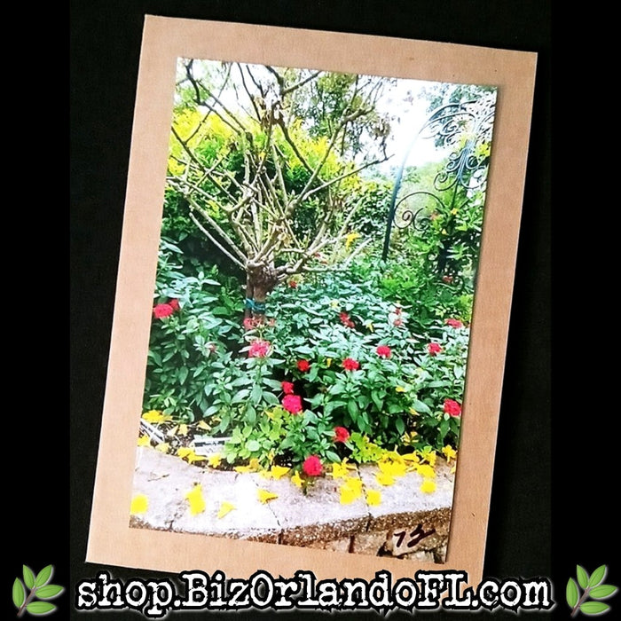 PHOTO CARDS: Limited Edition Lukas Nursery Oviedo Photo Cards by Kathryn McHenry