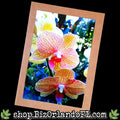 PHOTO CARDS: Limited Edition Orlando Photo Cards by Kathryn McHenry